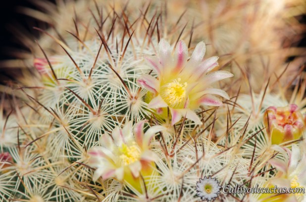 Mammillaria microhelia