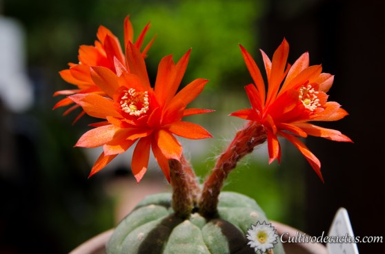 Matucana madisoniorum