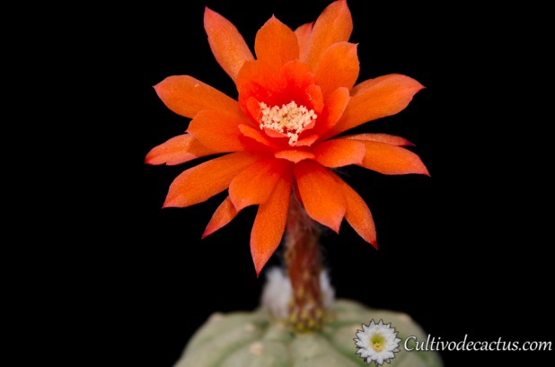 Matucana madisoniorum