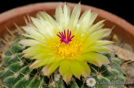 Parodia buiningii