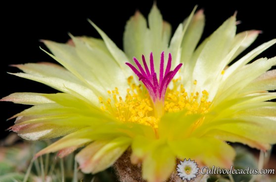 Parodia buiningii