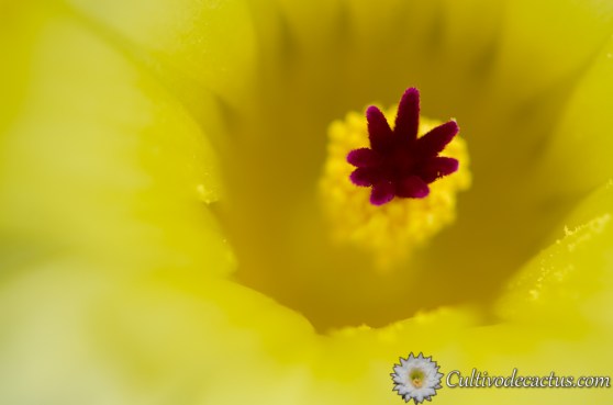 Parodia concinnus
