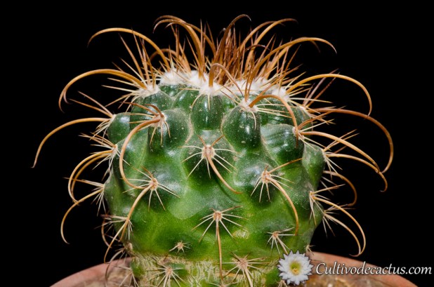 Parodia maassii