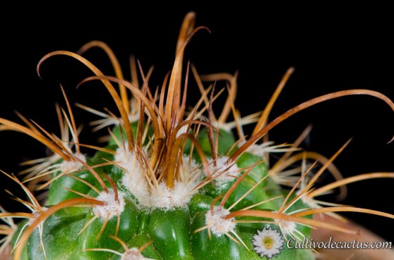 Parodia maassii