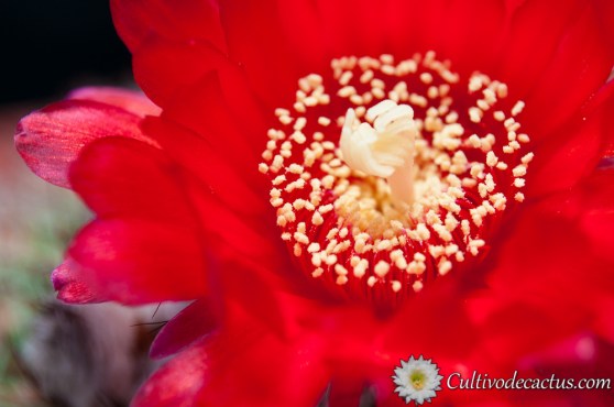 Parodia microsperma var. sanguiniflora