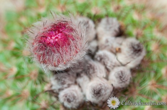 Parodia microsperma var. sanguiniflora