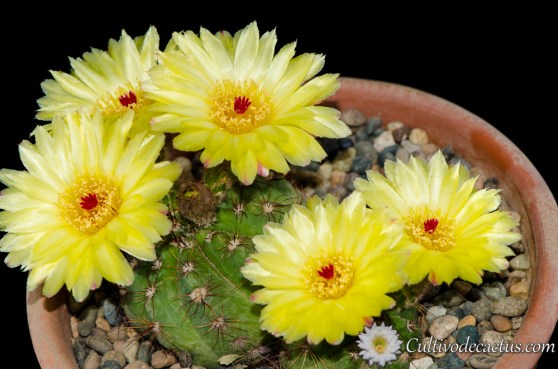 Parodia ottonis