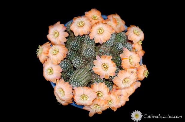 Rebutia pygmaea