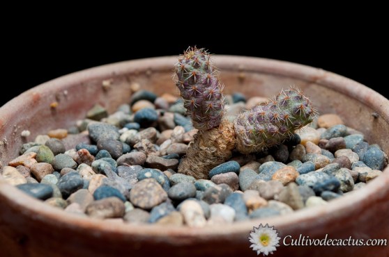 Rebutia pygmaea var. rubiflora