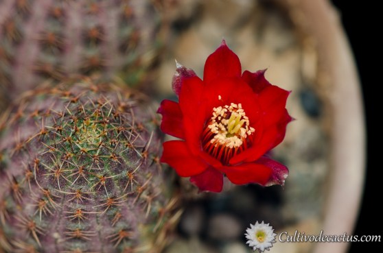 Rebutia pygmaea var. rubiflora