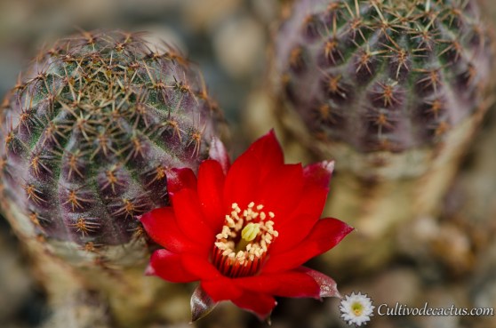 Rebutia pygmaea var. rubiflora