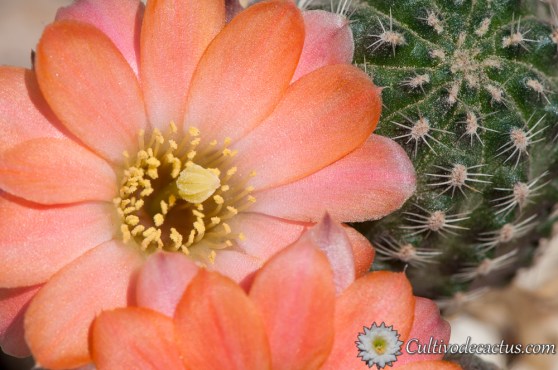 Rebutia pygmaea