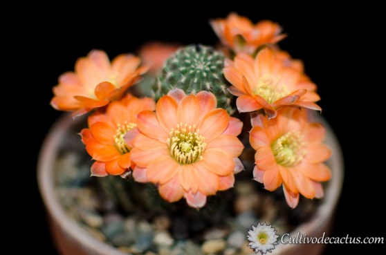 Rebutia pygmaea