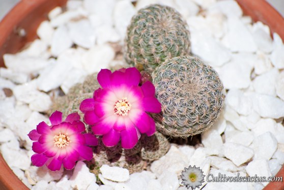 Rebutia steinbachii mizquensis