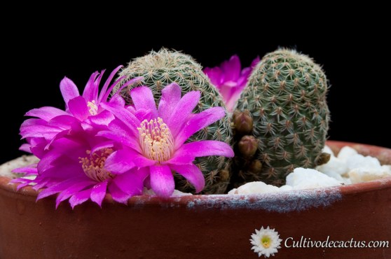 Rebutia steinbachii mizquensis
