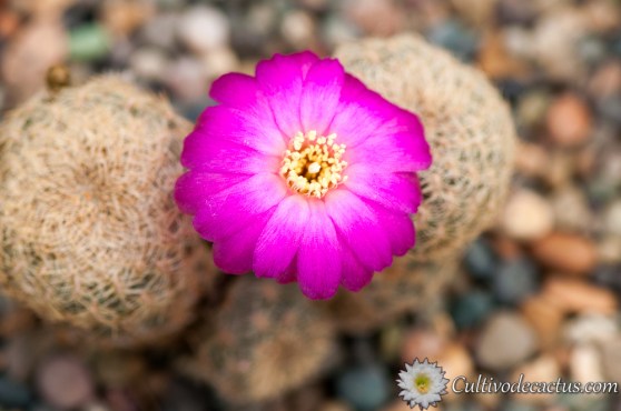 Rebutia steinbachii mizquensis