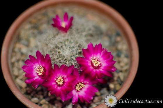 Rebutia steinbachii mizquensis