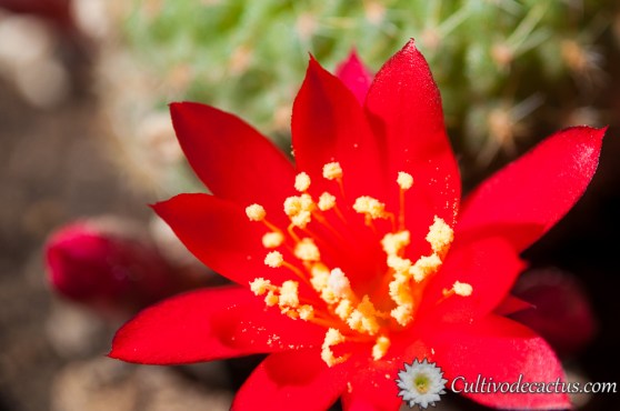 Rebutia wessneriana