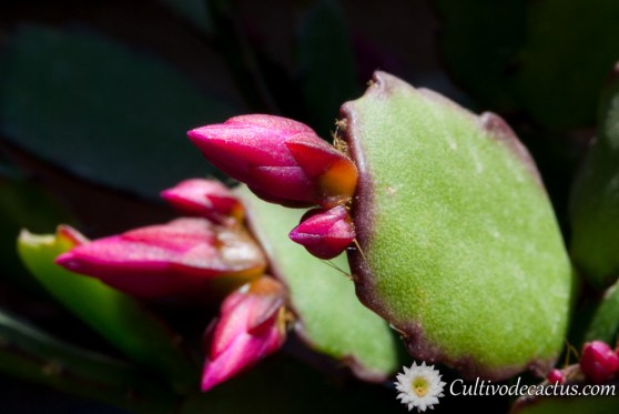 Rhipsalidopsis rosea