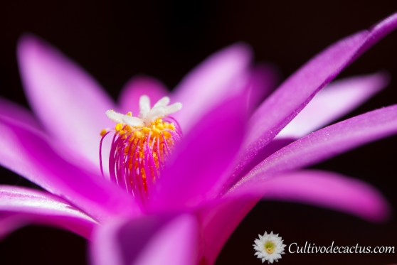 Rhipsalidopsis rosea