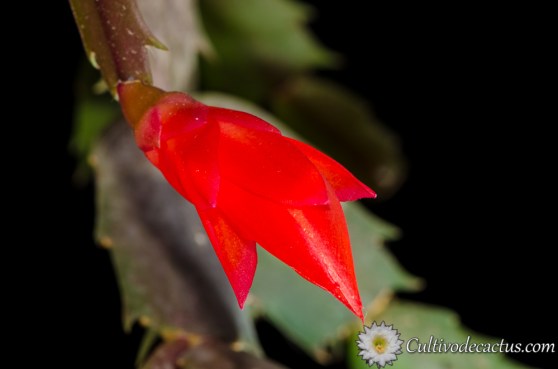Schlumbergera truncata
