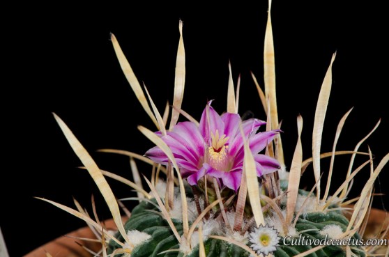 Stenocactus crispatus