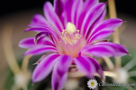 Stenocactus crispatus