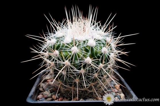 Stenocactus ochoteraneus
