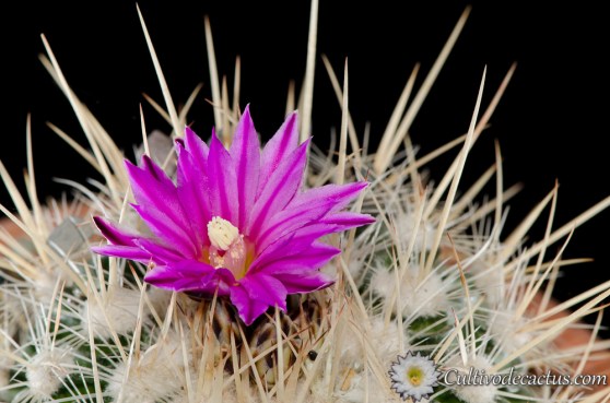 Stenocactus ochoteraneus