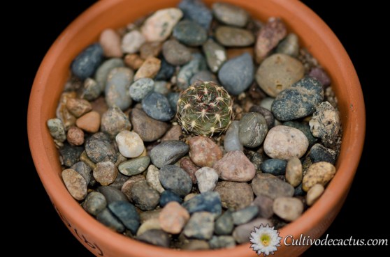 Sulcorebutia steinbachii