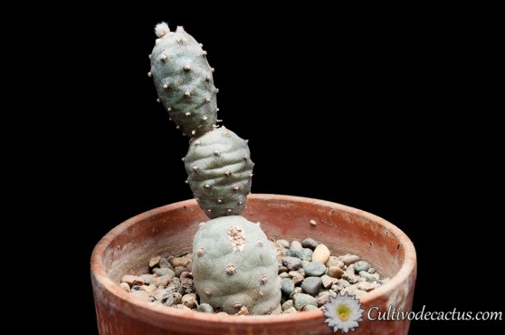 Tephrocactus articulatus