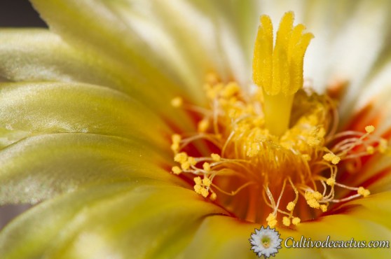 Thelocactus setispinus