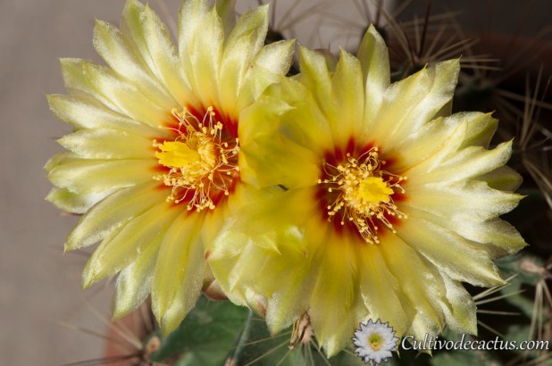Thelocactus setispinus