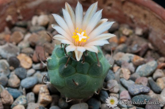 Turbinicarpus schmiedickeanus ssp. klinkerianus