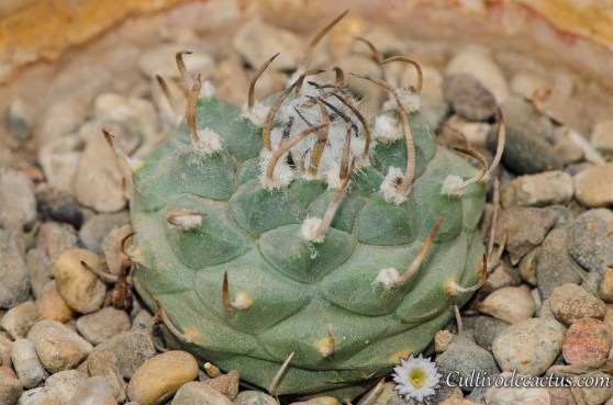 Turbinicarpus schmiedickeanus ssp. klinkerianus