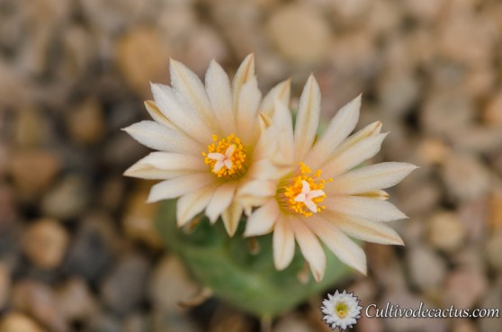 Turbinicarpus schmiedickeanus ssp. klinkerianus