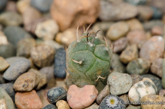 Turbinicarpus schmiedickeanus ssp. klinkerianus