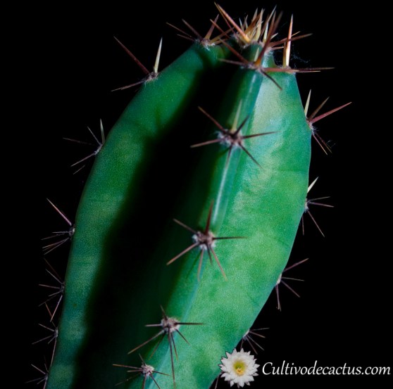 Cereus peruvianus