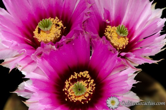 Echinocereus pectinatus