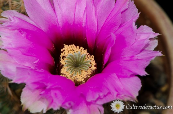Echinocereus pectinatus