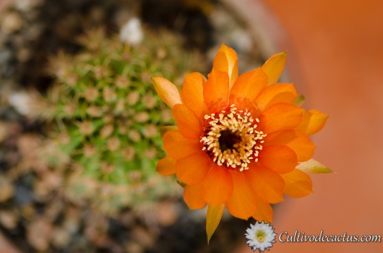 Echinopsis aurea var dobeana
