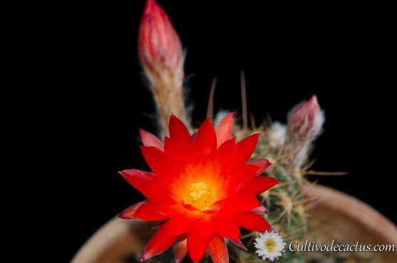 Echinopsis pampana
