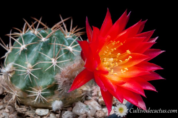 Echinopsis pampana