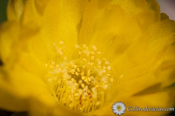 Echinopsis thionantha