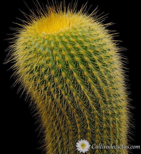 Parodia leninghausii