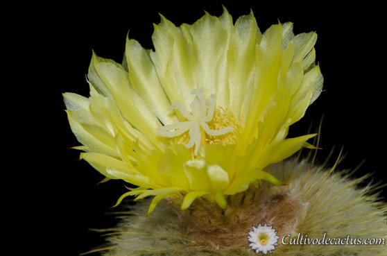 Parodia leninghausii