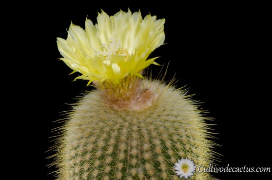 Parodia leninghausii