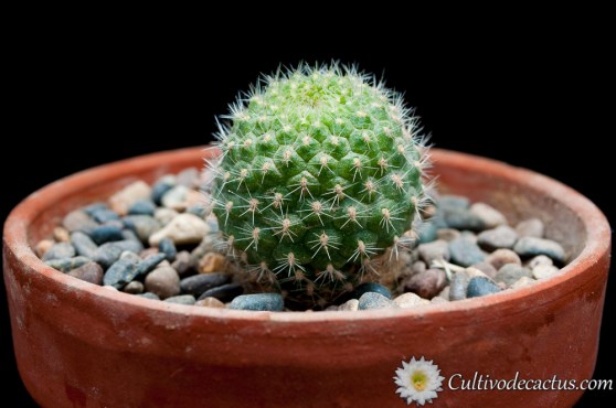 Rebutia xanthocarpa