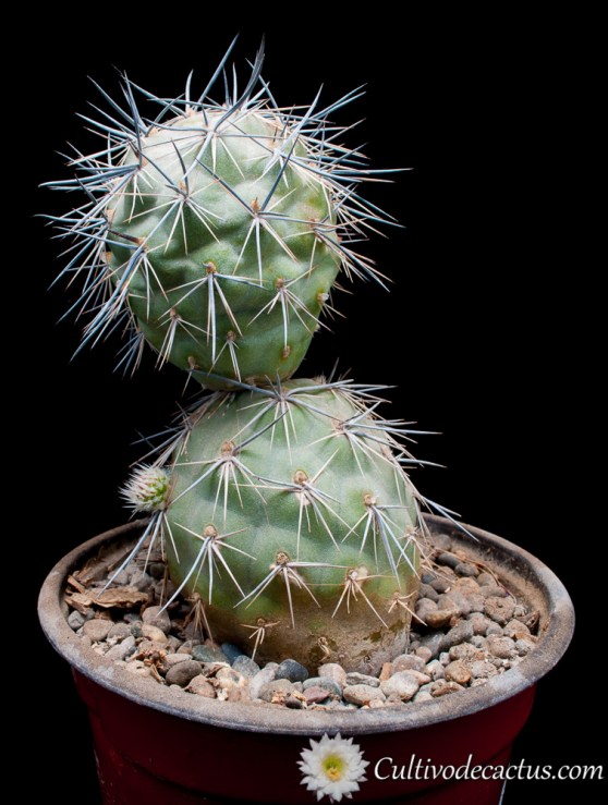 Tephrocactus alexanderi