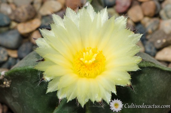 Astrophytum myriostigma var quadricostatum nudum